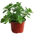 thumbnail image 2 of planta hierbabuena natural verde 25 x 18 cm, 2 of 5