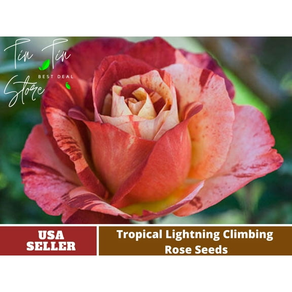 30 Rare Seeds| Tropical Lightning Climbing Rose Seeds| Seeds, Herbal Seeds, Flower Seeds, No GMO , Mixed Seed, Chinese Seeds-B3G1#1040