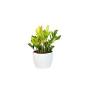 Costa Farms Trending Tropicals 6in Zamiifolia Chameleon Green ZZ Plant in Ceramic