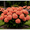 Orange, variant on Hydrangea Shrub, Shade Plant for Gardens-Easy Grow-Low Maintenance-Ideal for Beds Borders, Plant Pots & Planters