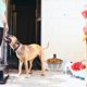 thumbnail image 2 of 1 juego de tazón para perros elevado para perros con tazón de agua de agua con tazón de alimentación de mascotas de pared, 2 of 8