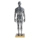 thumbnail image 3 of Modelo de anatomía masculina de 11 pulgadas, kit de estudio anatómico de músculos y esqueleto - Gris, 3 of 9