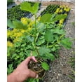 thumbnail image 4 of Olympian Fig ( Ficus Carica ) - Live Plant ( 1 QT ) - Full Sun - Edible Landscape, 4 of 6