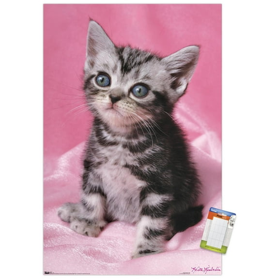 Keith Kimberlin - Kitten - Cute Wall Poster, 14.725" x 22.375"