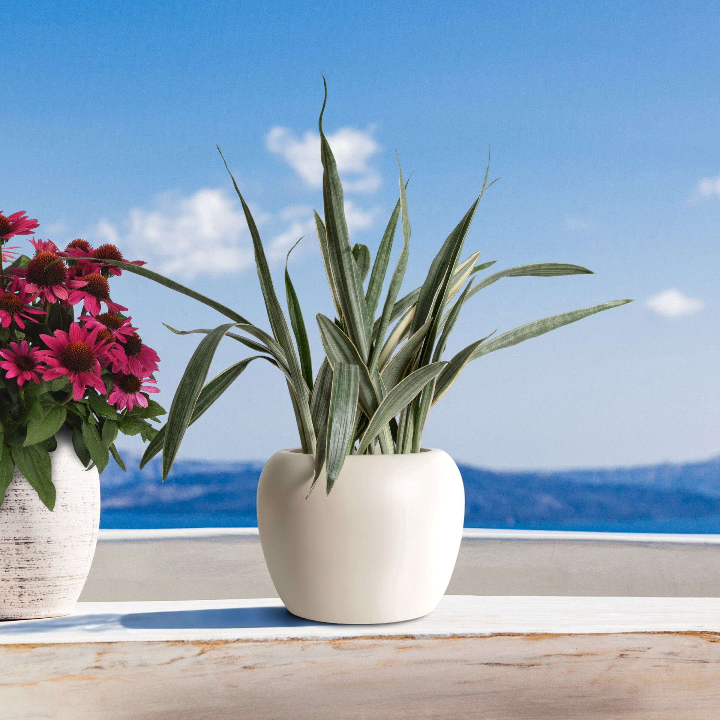 6 in. Sansevieria Sayuri Plant in Grower Container