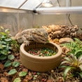 thumbnail image 1 of Reptile Feeding Food Gecko And Hamster Easy Clean Food Water Bowl, 1 of 6
