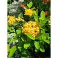 thumbnail image 2 of Ixora Yellow  1 Extra Large 3 Gallon Plant  Ixora Chinensis  Bright Garden Highlight  Sun-Loving Tropical Shrub, 2 of 8