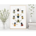 thumbnail image 3 of British Bee Species Print, Bumblebee Wall Art, Kids Room Decor, Bugs Animal Art, School, Kids Room - (Unframed, 11 x 14 inches), 3 of 4