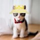 thumbnail image 4 of Sombrero parasol para perros y gatos con protección auditiva y hebilla de cuerda ajustable, sombrero de pescador, suministros para mascotas, sombrero para gatos, 4 of 6