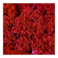 thumbnail image 4 of Bouquet de flores terciopelo por pieza, 4 of 4