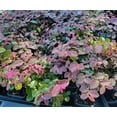 thumbnail image 4 of Ruby Loropetalum ( chinese fringe ) - Starter Plant ( 4m ) ( 1 live plant ), 4 of 6