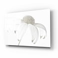 thumbnail image 2 of Epic Art 'Flannel Flower Neutral' by Elise Catterall, Acrylic Glass Wall Art, 16"x12", 2 of 8