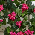thumbnail image 5 of Nearly Natural 37" Plastic/Polyester Bougainvillea Hanging Artificial Plant (Set of 2), Pink, 5 of 5