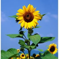Sunflower, Mammoth Grey Stripe 200 Seeds Newly Harvested, 8-12 Foot Tall