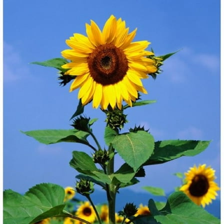 Sunflower, Mammoth Grey Stripe 100 Seeds Newly Harvested, 8-12 Foot Tall