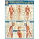 BarCharts- Inc. 9781572224971 Système Musculaire – image 1 sur 1