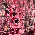 thumbnail image 2 of Orange Rocket Barberry - Berberis thunbergii f. atropurpurea 'Orange Rocket', 2 of 7