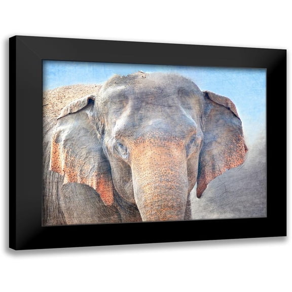 Kimberly, Allen 14x12 Black Modern Framed Museum Art Print Titled - African Elephant