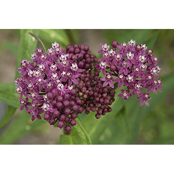 Milkweed, Swamp Seeds (Asclepias incarnata) 100 Seeds (1 g)