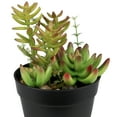 thumbnail image 6 of Northlight 8" Mixed Succulent Artificial Plant Arrangement in Pot - Green/Red, 6 of 7