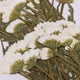 thumbnail image 4 of 50 Piezas de Flores Prensadas Naturales Sunnimix para Arreglos Florales, 4 of 8