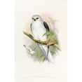 thumbnail image 3 of John Gould 11x14 Black Modern Framed Museum Art Print Titled - Celebean Elanus (1850-1883), 3 of 5