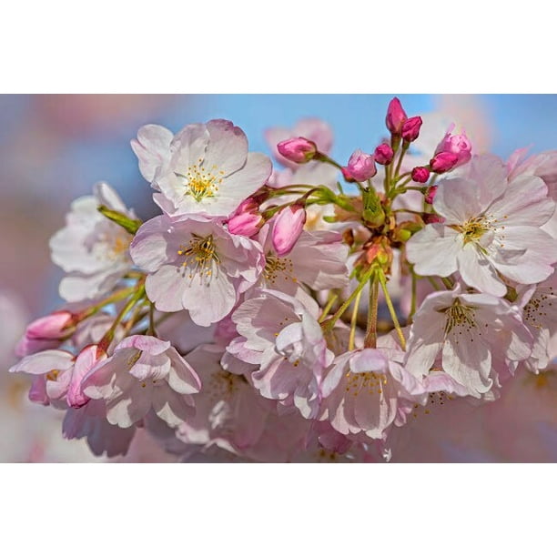 Usa Oregon Coos Bay Akebono Cherry Blossoms Close Walmart Com