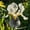 iris-A, variant on Iris Cultivation Granules-Home Decoration-Beautiful Gift Garden-Premium Garden Stakes-Bloom Year After Yea-Home Decoration-Beautiful Gift Gardenr-(Non-Artificial)