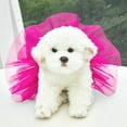 thumbnail image 3 of Tulle Skirt Sparkly Silk Dog Strap Skirt Princess Tulle Skirt Colorful Cat and Dog Skirt Pet Skirt Birthday Gift for Pet Dog Cat S Happy 2026!, 3 of 3