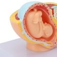 thumbnail image 2 of Modelo anatómico de pelvis de mujer embarazada Nikou feto de 9 meses extraíble, 2 of 15