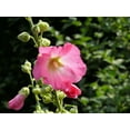 thumbnail image 5 of Hollyhocks Single Mix Seeds /Full Sun /Perennial /Zellajake Farm and Garden - 675 Seeds 1/4 oz - B278, 5 of 5