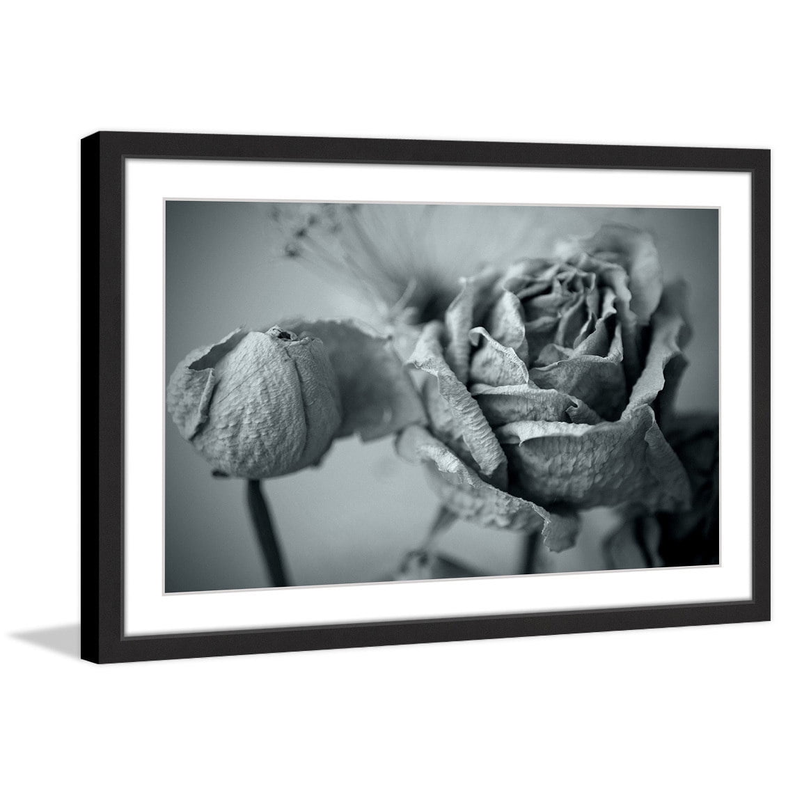 Roses in Slumber II Framed Painting Print