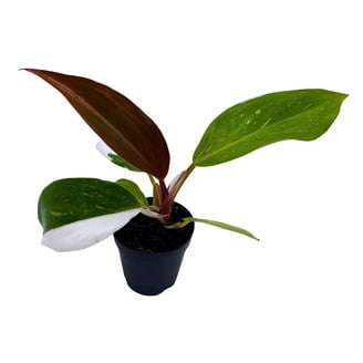 Philodendron Monstera Deliciosa Indoor Houseplant, Live Green Plant in 4"  Pot, Low Light - Walmart.com
