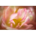 thumbnail image 2 of Frates, Dennis 18x13 White Modern Wood Framed Museum Art Print Titled - Close up of peony flower, 2 of 4