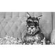 thumbnail image 3 of Juguetes para Morder y Respirar para Perros grandes Xihbxyly, 3 of 4