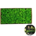thumbnail image 5 of Decoración de pared de musgo conservado Musgo conservado real Sin mantenimiento, 5 of 5