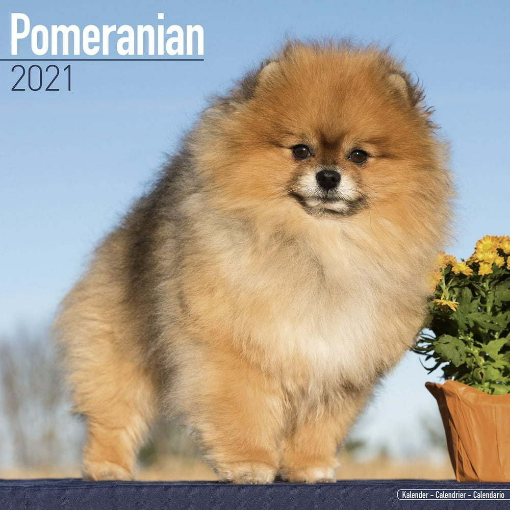 Pomeranian Calendar 2021 - Pomeranian Dog Breed Calendar - Pomeranians