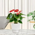 thumbnail image 4 of 6 Inch Self Watering Plant Pot with Visual Reservoir and Drainage Hole, Planting Pot for Indoor Outdoor 5pack White, 4 of 7
