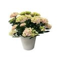 thumbnail image 1 of 10in Hydrangea Live Plant in Decorative Pot, Assorted Colours & Varieties, Outdoor Live Plants for Home Garden, 1 of 4