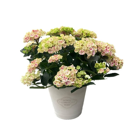 10in Hydrangea Live Plant in Decorative Pot, 10" Hydrangea in a Stylish Decorative Pot