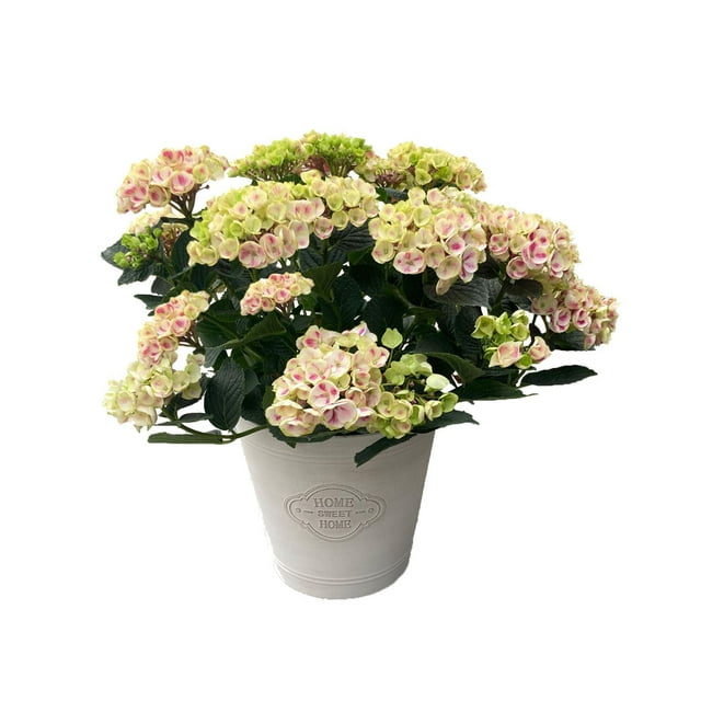 Live 10-inch hydrangea plant with pale pink and green blooms in a white decorative pot embossed with 'Home Sweet Home'.