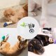 thumbnail image 3 of Dog Wheelchair Pet Wheelchair Back Legs Disabled Puppy Hind Limbs Booster Car Elderly Paralyzed  Assisted Walk Rehabilitation ShopWise Round, 3 of 7