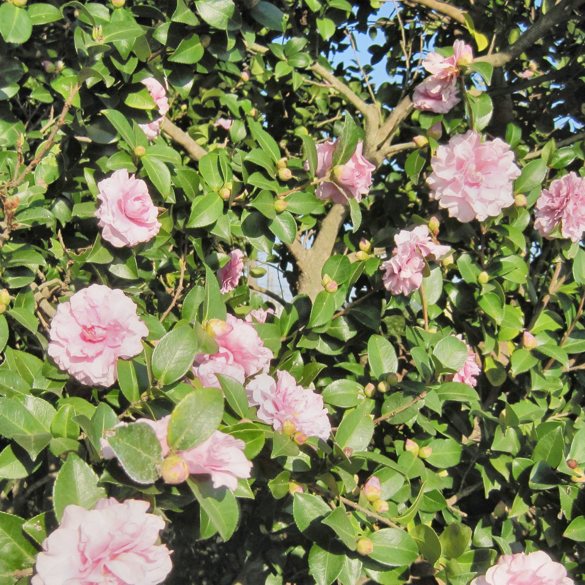 National Plant Network 1 gal. Camellia Japonica Jerry Donnan Shrub
