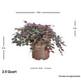 thumbnail image 2 of Southern Living Purple Pixie Loropetalum Live Shrub in 2.5-Quart Grower Pot, 2 of 12