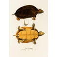 thumbnail image 3 of Johann Baptist von Spix 18x24 Black Modern Framed Museum Art Print Titled - Emys Tracaxa (1838), 3 of 5