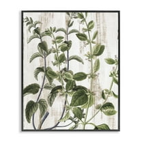 Stupell Industries Rustic Botanical Vines Botanical & Floral Painting Black Framed Art Print Wall Art, 24 x 30