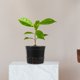 thumbnail image 4 of BRIGHTFUFU 10Ud Macetas Negras Para Plantas Con De Malla Ventilada Para Y Balcones, 4 of 8