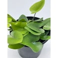 thumbnail image 4 of Heart Fern, Hemionitis Arifolia, 4 inch Pot, Heart Leaf, Tongue Fern, 4 of 8