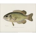 thumbnail image 1 of Sherman F Denton Impression sur Papier Rock Bass, 1 of 1