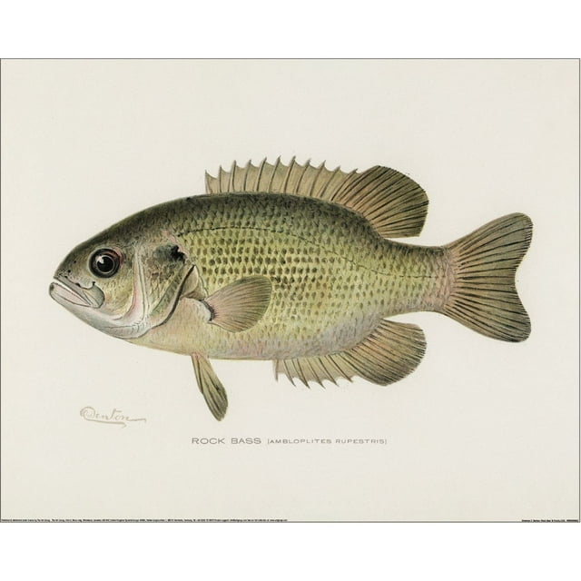 Sherman F Denton Impression sur Papier Rock Bass